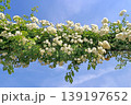 バラ 139197652