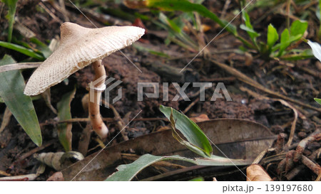 White Mushrooms Grow in Soil with Natural Grass Background 139197680