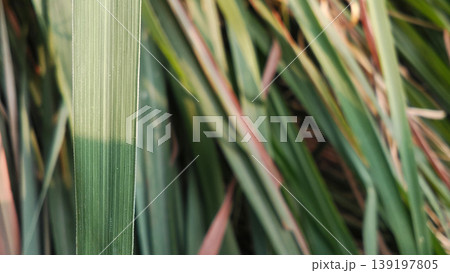 Long Green Leaf Texture with Natural Line Pattern Long Green Leaf Texture with Natural Line Pattern 139197805