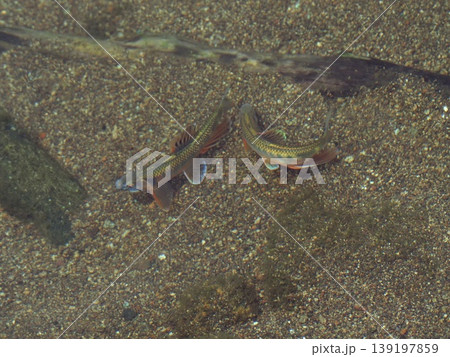 川の中の魚を俯瞰、オイカワ、オス同士の争い 川の中の魚を俯瞰、オイカワ、オス同士の争い 139197859