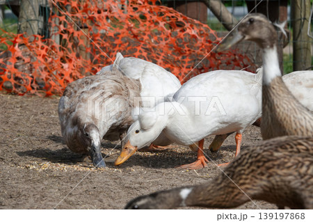 Domestic fowl peck forage for food on dry ground in a farm environment, showcasing natural behavior and rural life Domestic fowl peck forage for food on dry ground in a farm environment, showcasing natural behavior and rural life 139197868