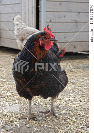 Elegance of the farm: a striking black and orange chicken with a red comb stands gracefully in a rural setting 139197876