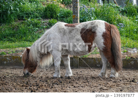 Small Patched Pony Forage on Ground in Paddock, Cute Domestic Horse with Brown and White Fur Coat Small Patched Pony Forage on Ground in Paddock, Cute Domestic Horse with Brown and White Fur Coat 139197877