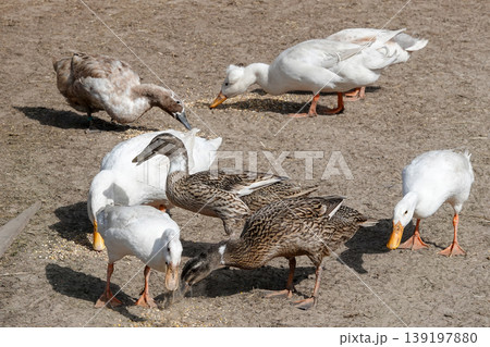 Group of domestic ducks and geese forage for feed on a dirt farmyard, showcasing rural life and avian activity 139197880
