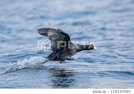 Fulica atra bird taking off water splashing on lake 139197885