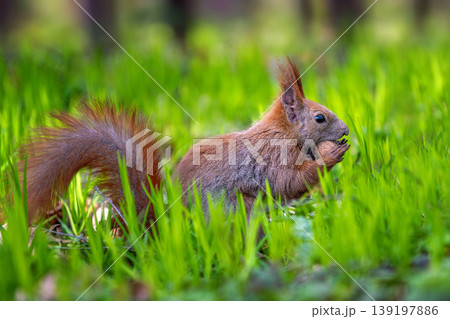 Red squirrel on green grass eating nut and staring Red squirrel on green grass eating nut and staring 139197886
