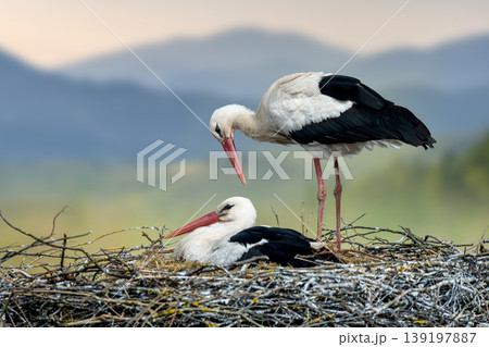 White storks couple nesting, breeding new life 139197887