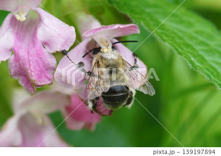 Closeup on an Anthophora dufourii on a colorful pink Melittis melissophyllum flower in the Gard Closeup on an Anthophora dufourii on a colorful pink Melittis melissophyllum flower in the Gard 139197894