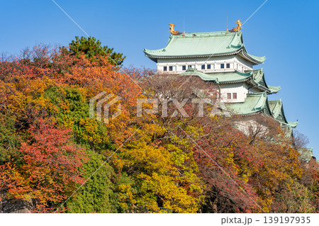 紅葉の名古屋城天守閣 東側から 紅葉の名古屋城天守閣 東側から 139197935