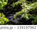 箕面の滝道 139197962