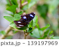 リュウキュウムラサキ 139197969