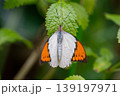 ツマベニアゲハ 139197971