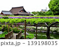 曼荼羅寺公園　藤まつり 139198035