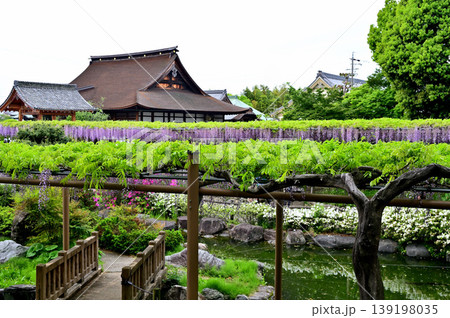 曼荼羅寺公園 藤まつり 曼荼羅寺公園 藤まつり 139198035