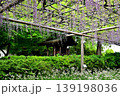曼荼羅寺公園　藤まつり 139198036