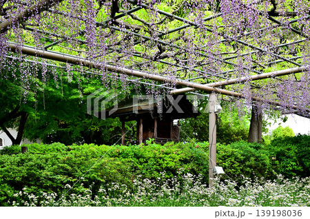 曼荼羅寺公園 藤まつり 曼荼羅寺公園 藤まつり 139198036