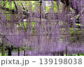曼荼羅寺公園　藤まつり 139198038