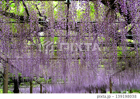 曼荼羅寺公園 藤まつり 曼荼羅寺公園 藤まつり 139198038