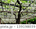 曼荼羅寺公園　藤まつり 139198039