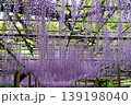 曼荼羅寺公園　藤まつり 139198040