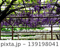 曼荼羅寺公園　藤まつり 139198041