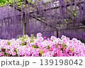 曼荼羅寺公園　藤まつり 139198042