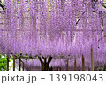 曼荼羅寺公園　藤まつり 139198043