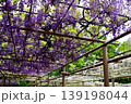 曼荼羅寺公園　藤まつり 139198044