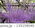 曼荼羅寺公園　藤まつり 139198046