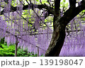 曼荼羅寺公園　藤まつり 139198047