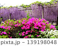 曼荼羅寺公園　藤まつり 139198048