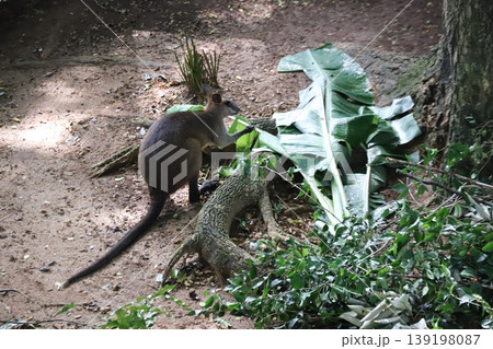 ワラビー ワラビー 139198087