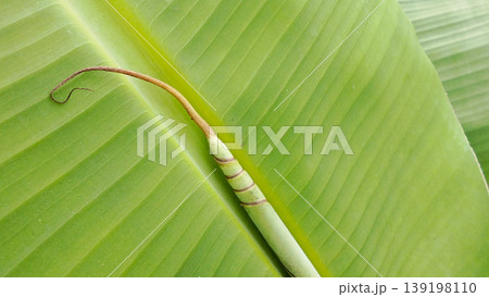 Close-up image of a tropical banana leaf with new shoots emerging on a bright green background. 139198110