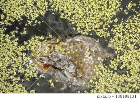 浮草の池の水面に浮かぶヒキガエルの骸を食むオタマジャクシ 浮草の池の水面に浮かぶヒキガエルの骸を食むオタマジャクシ 139198131