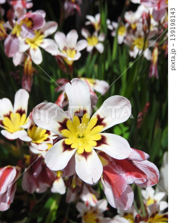 アヤメ科の鮮やかな花「スパラキシス」 139198143