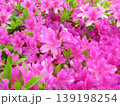 画像の中央部に焦点を定めて、新緑の季節のツツジの密集した複数のピンク色の花を撮影して写真 139198254