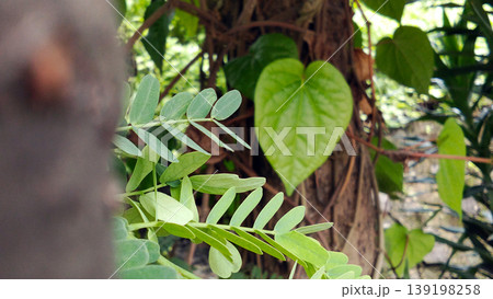 Heart-Shaped Green Leaves on Tree Trunk in Tropical Garden Heart-Shaped Green Leaves on Tree Trunk in Tropical Garden 139198258