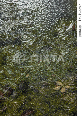 氷に浮かぶ枯葉 139198297