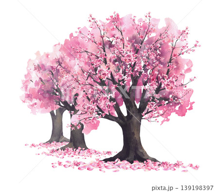 Watercolor Blooming sakura trees with soft pink cherry blossoms flowers and falling petals. Hand painted Asian landscape illustration isolated from background for springtime card, Japan travel banner. 139198397