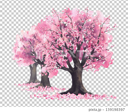 Watercolor Blooming sakura trees with soft pink cherry blossoms flowers and falling petals. Hand painted Asian landscape illustration isolated from background for springtime card, Japan travel banner. 139198397