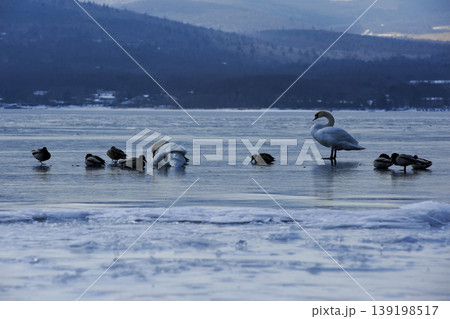山中湖の厳冬の寒さをしのぐハクチョウなどの水鳥 山中湖の厳冬の寒さをしのぐハクチョウなどの水鳥 139198517