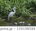 白鷺、川の中に立つ 139198584