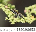 ヤブガラシの花にハチ 139198652