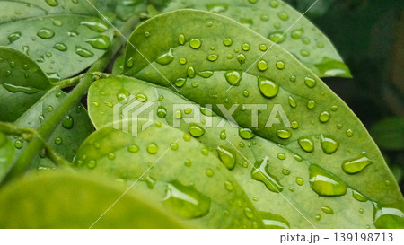 Fresh Green Leaves with Close-up of Raindrops Fresh Green Leaves with Close-up of Raindrops 139198713