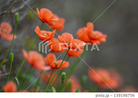 赤いナガミヒナゲシの花 赤いナガミヒナゲシの花 139198756