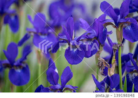紫色の花を咲かせた花菖蒲 139198848