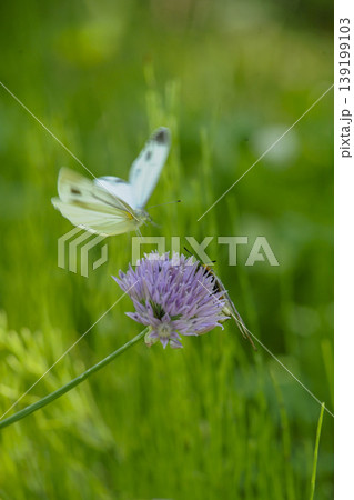 アサツキの花に止まろうとしているモンシロチョウ アサツキの花に止まろうとしているモンシロチョウ 139199103