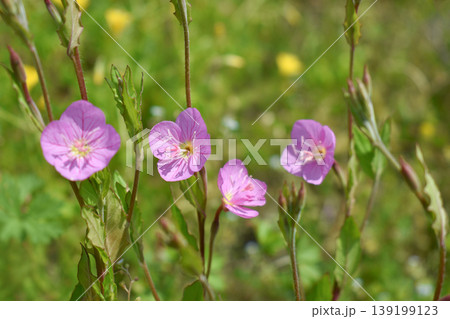 ユウゲショウの花 ユウゲショウの花 139199123