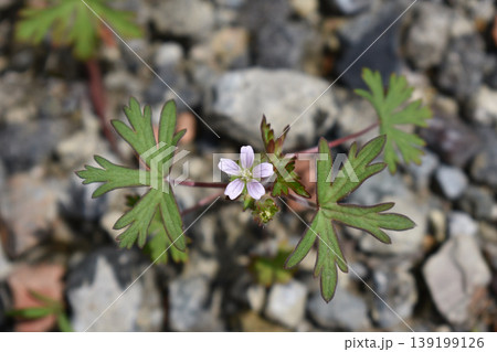 アメリカフウロの花と葉 139199126