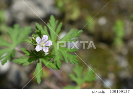 アメリカフウロの花 139199127